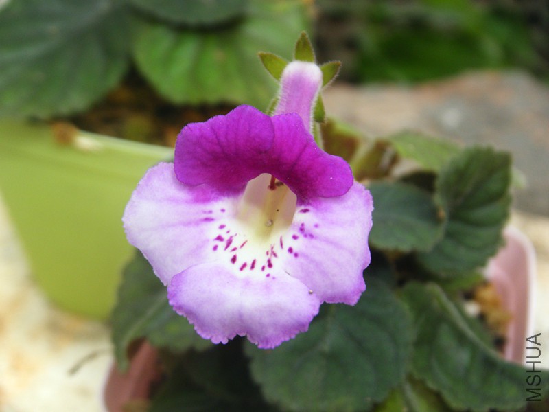 DSCF1653_����.jpg