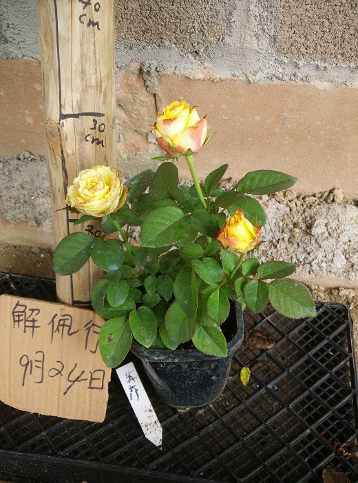 IMG_20150924_112542.jpg