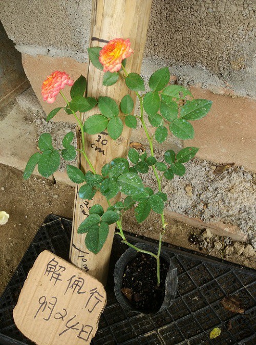 IMG_20150924_113942.jpg