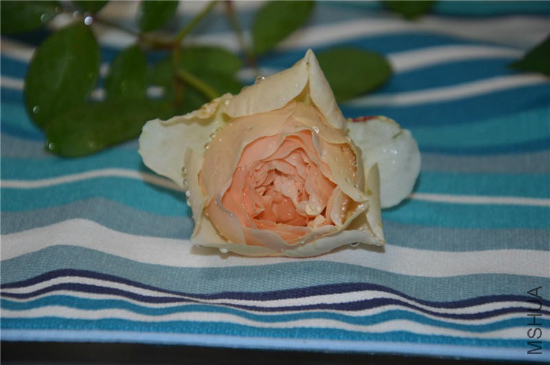 psb (9).jpg