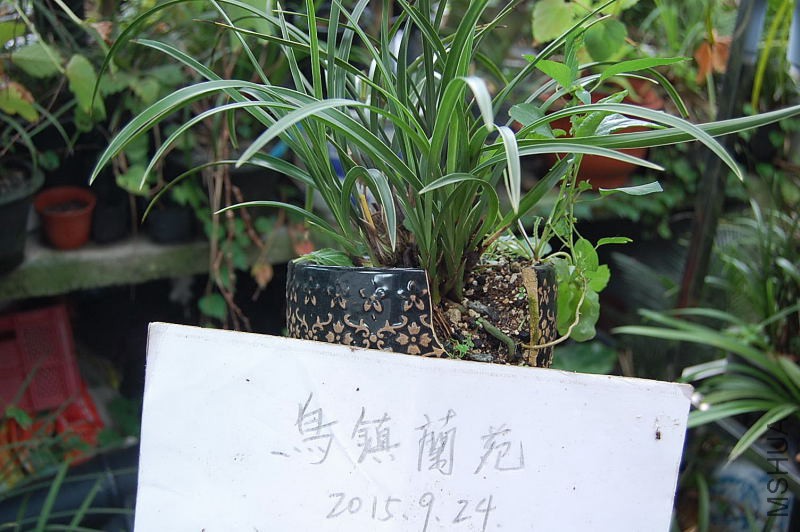 DSC_51410019.JPG