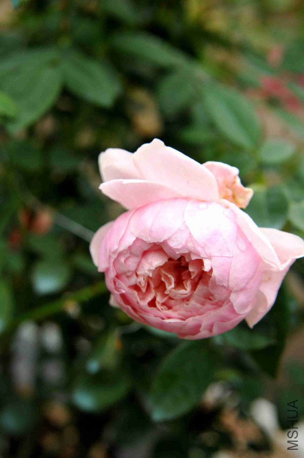 DSC_9325_����.jpg