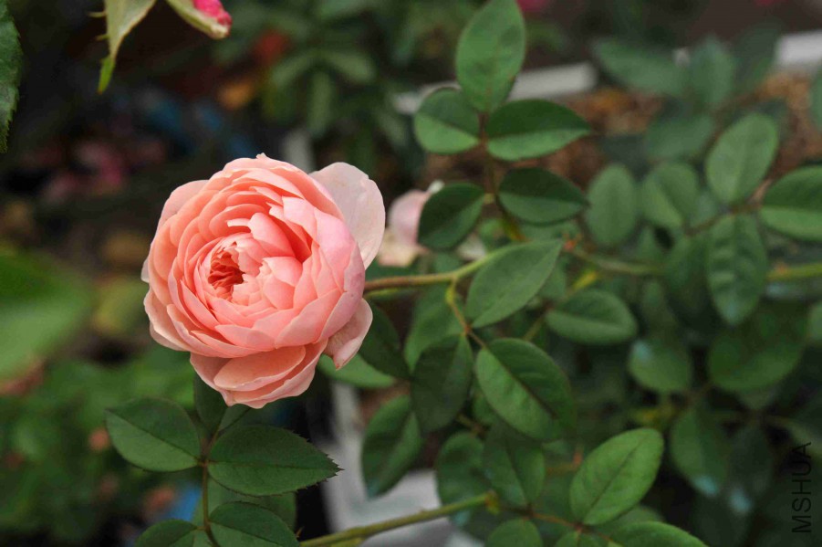 DSC_9326_����.jpg