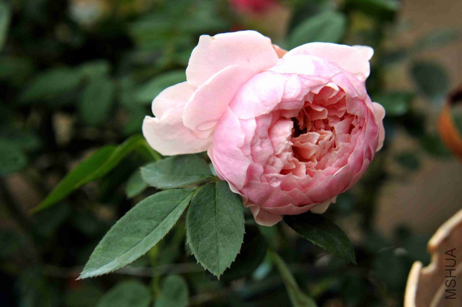 DSC_9329_����.jpg