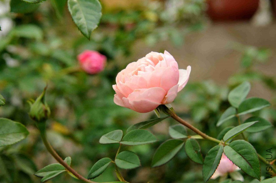 DSC_9331_����.jpg