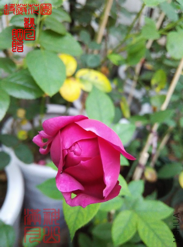 ������֬01.jpg