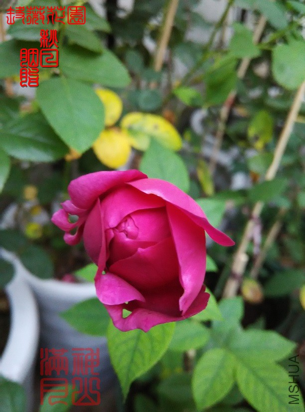 ������֬02.jpg