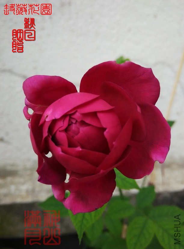 ������֬06.jpg