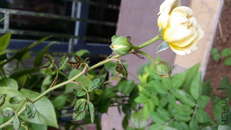 20150925_094352.jpg
