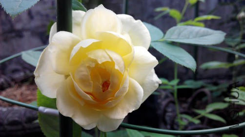 ���ֶ�ͯ (8).jpg