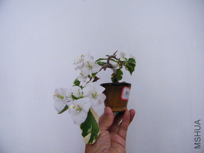 ΢��09 03 012.jpg