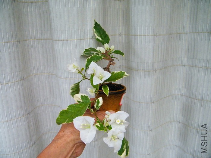 ΢��09 03 001.jpg