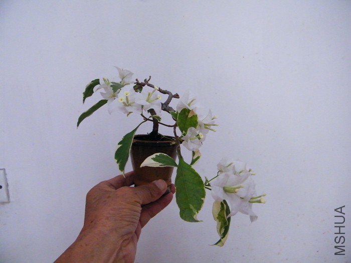 ΢��09 03 010.jpg