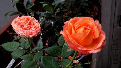 ��ɫ����  (5).jpg