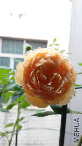 ���� (2).jpg