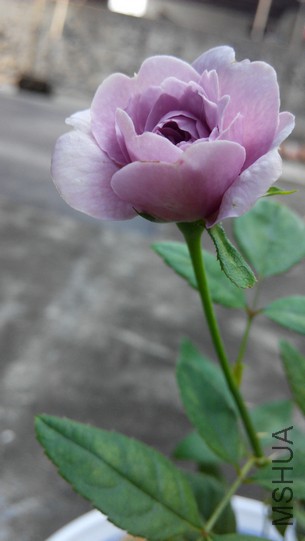 ���� (9).jpg