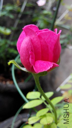 ɯʿ����2000 (3).jpg