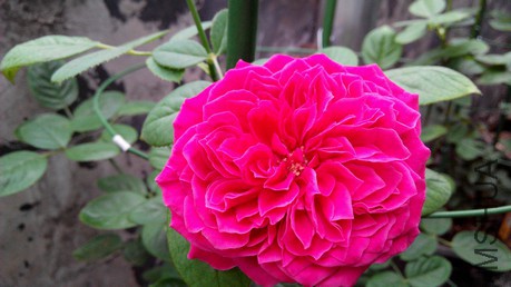 �ʼ���֬ (6).jpg