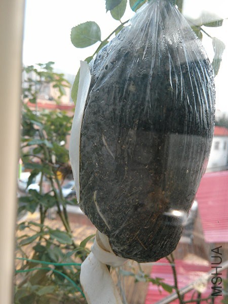 IMG20150915083051.jpg