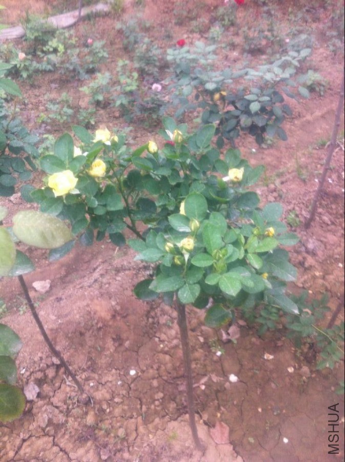 QQͼƬ20150925203142.jpg