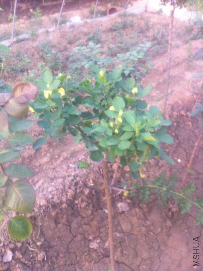 QQͼƬ20150925203151.jpg