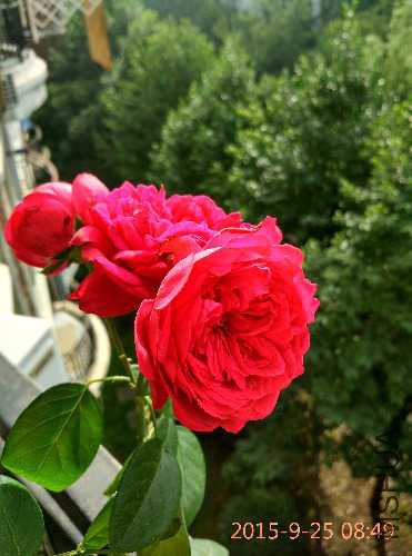 IMG_20150925_084909_HDR.jpg