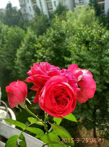 IMG_20150925_084354_HDR.jpg