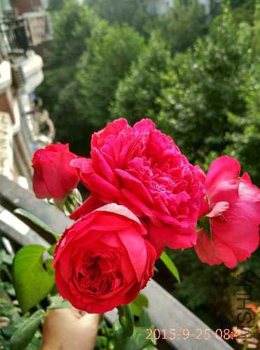 IMG_20150925_084319_HDR.jpg