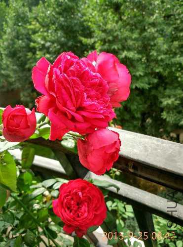 IMG_20150925_084253_HDR.jpg