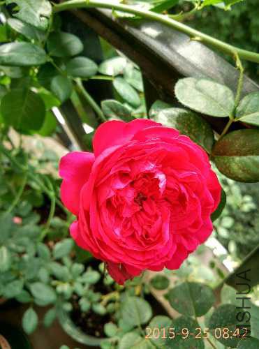 IMG_20150925_084205_HDR.jpg