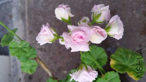 20150925_071959.jpg