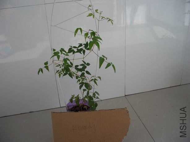 100_5808.JPG