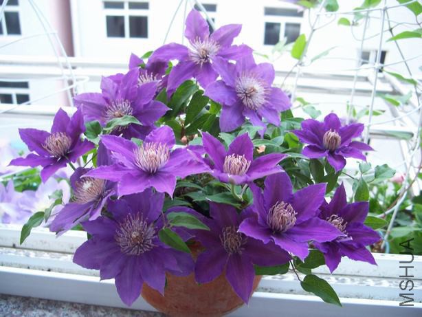 100_5587.JPG