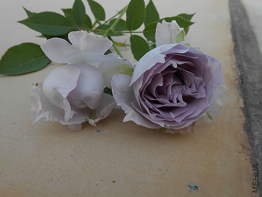 QQͼƬ20150918165224.jpg