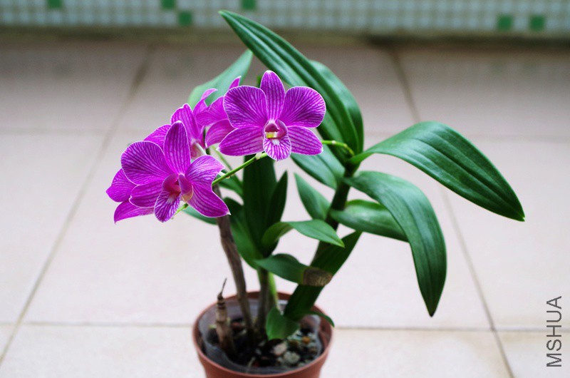 IMGP4117.JPG