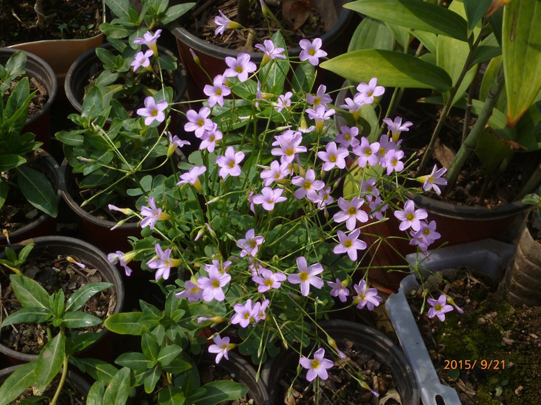 P1110134.jpg