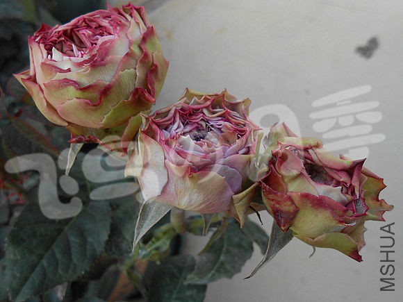 6fa69a1ed21b0ef4a446f330dbc451da80cb3e93.jpg