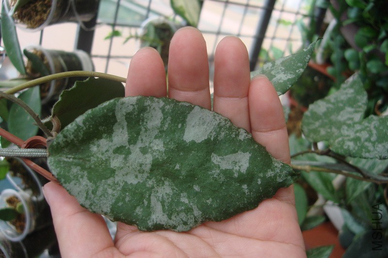 Hoya Caudata β״����(��ͭ��) ���_������С.JPG