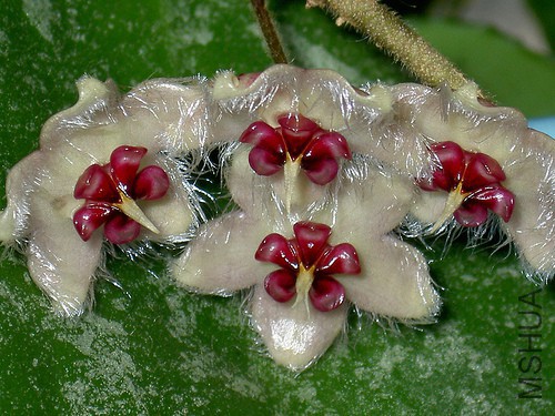 β״��������ͭ���� Hoya caudata2.jpg