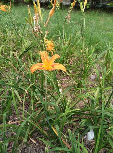 IMG_20150916_130533.jpg