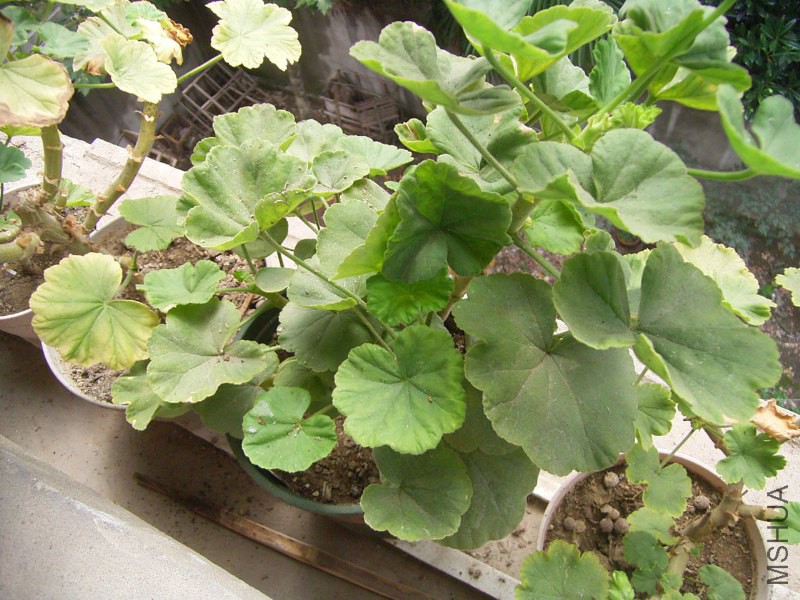 RIMG4335_800x600.JPG