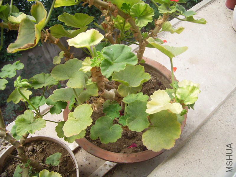 RIMG4336_800x600.JPG