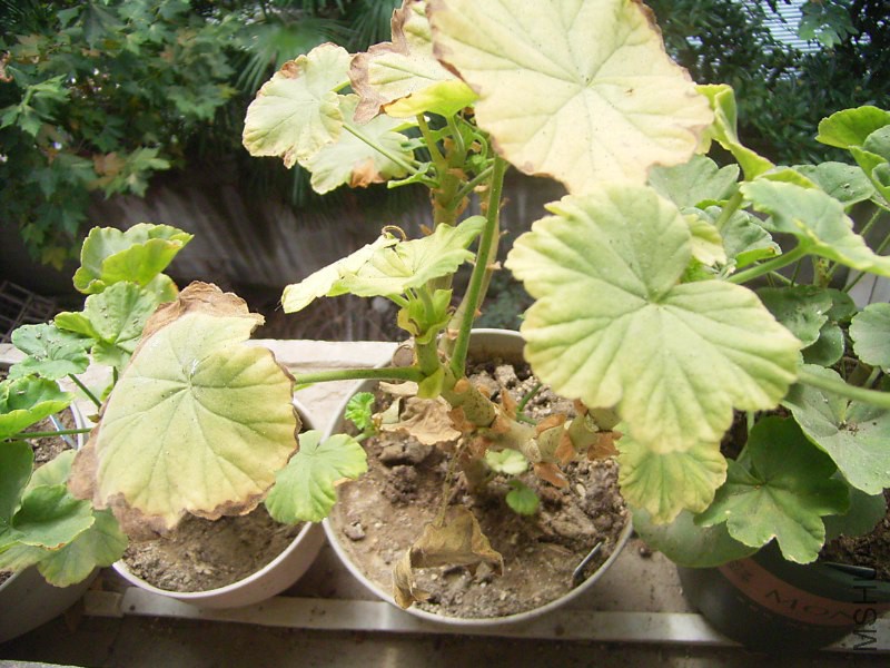 RIMG4337_800x600.JPG