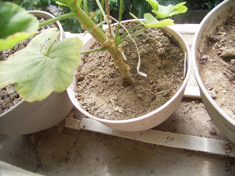 RIMG4338_800x600.JPG