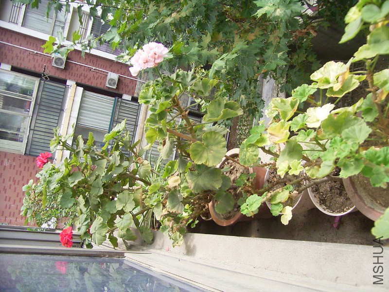 RIMG4343_800x600.JPG