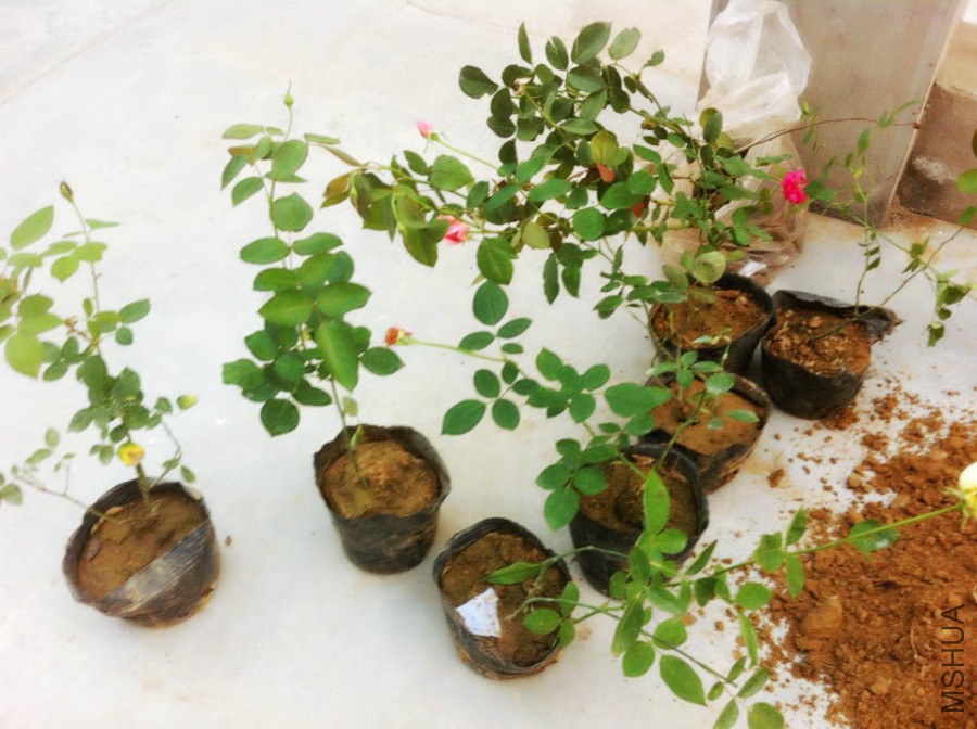 IMG_3650 ����.jpg