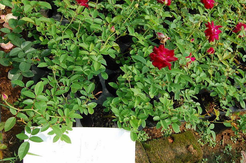 DSC_51710048.JPG