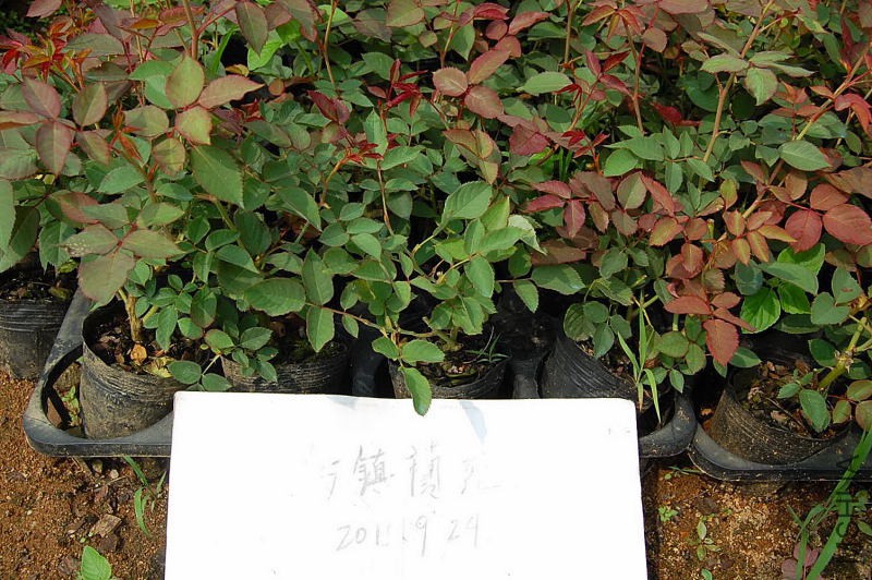 DSC_51780055.JPG