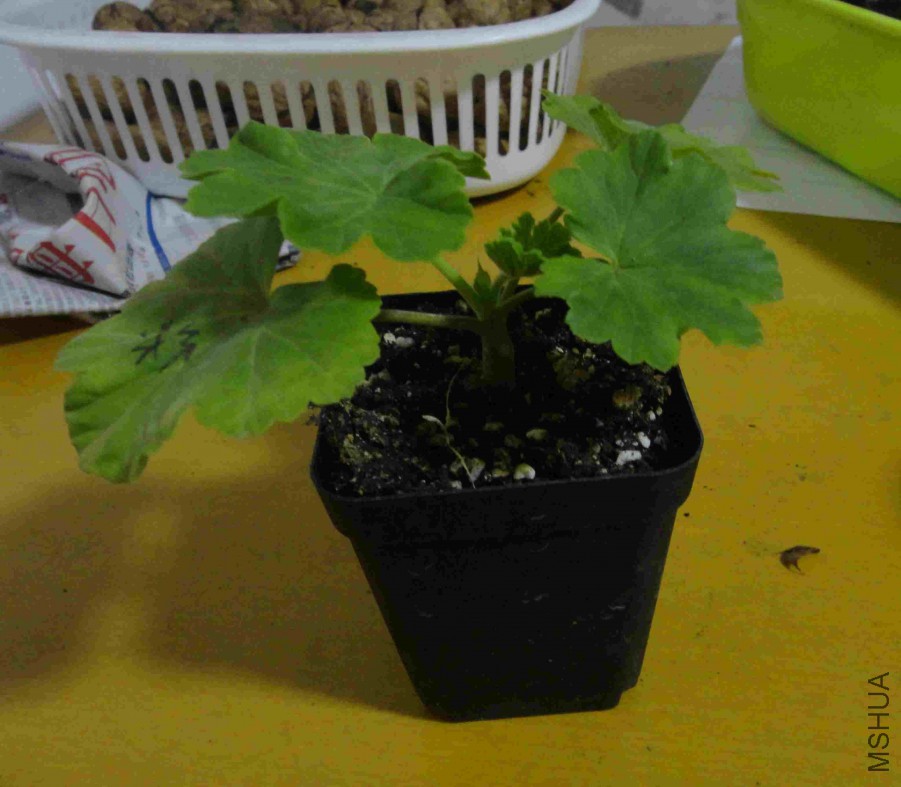 DSC03115.JPG