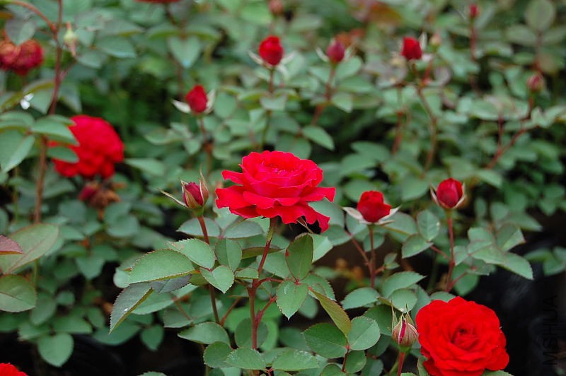 DSC_44690011.JPG